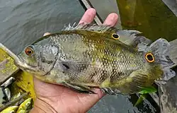Глазчатый астронотус (Astronotus ocellatus)