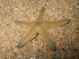 Astropecten platyacanthus