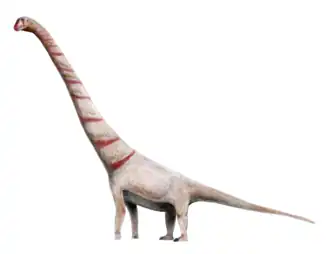 Реконструкция внешнего облика