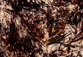 Астрофиллит (Кольский п-ов)