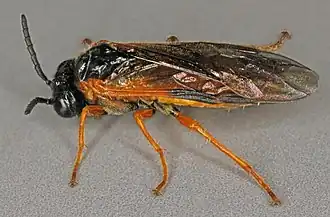 Athalia scutellariae