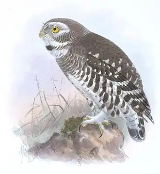 Рисунок лесного сыча 1891 года