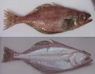 Американский стрелозубый палтус (Atheresthes stomias)