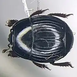 Atholus sedecimstriatus