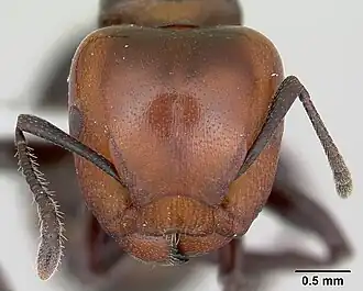 Atopomyrmex mocquerysi