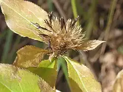Растение с семенами