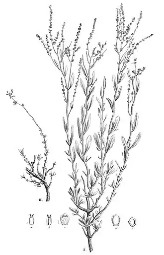 Оригинальная иллюстрация из работы Ледебура «Флора Алтая»