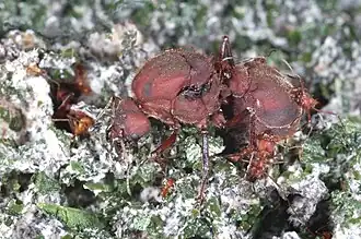 Матка муравьёв-листорезов Atta mexicana около грибницы вместе с мелкими с рабочими