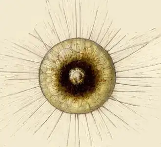 Радиолярия