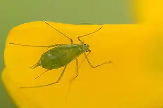 Картофельная тля