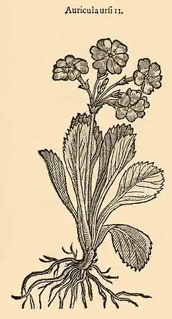 Иллюстрация Карла Клузиуса (1601) в виде Auricula ursi II