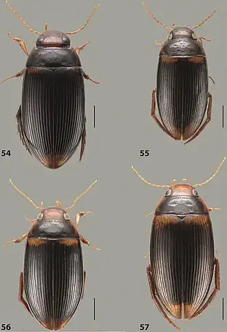Габитус и окраска 54. Austrelatus wasurensis. 55. A. yeretuar. 56. A. epicharis. 57. A. asteios. Длина отрезков 1 мм.