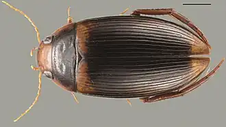 Голотип, длина отрезка 1 мм