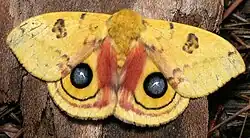 Отпугивающая окраска в виде «глаз» на крыльях Automeris io