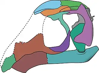 Реконструкция черепа