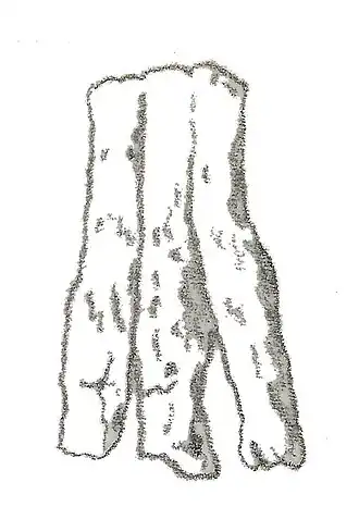 Рисунок ископаемой кости стопы Avipes