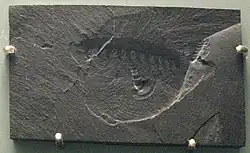 Отпечаток Aysheaia pedunculata (Xenusia)