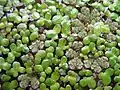 Azolla filiculoides (с розовым оттенком) растёт вместе с Lemna minor