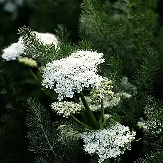 Меум обыкновенный - соцветие