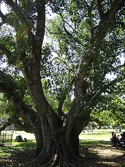 «священный фикус»