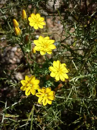 Блэкстония пронзённолистная