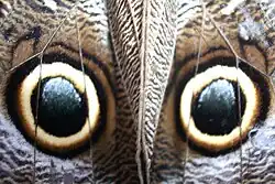 Пятна на крыльях бабочки Caligo, имитирующие глаза позвоночного животного