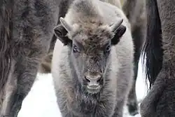 Фотография телёнка-сеголетка (2016 год)