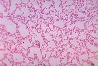 Bacteroides biacutis