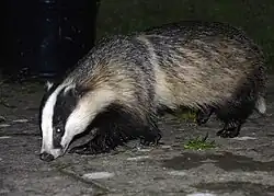 Млекопитающие — барсук