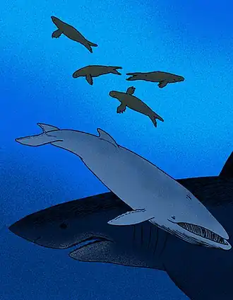 Реконструкция Marzanoptera bertae и прочих представителей палеофауны формации Пурисима[англ.] (мегалодон, Dusignathus)