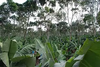 Плантация бананов