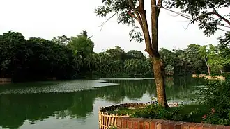 Мангровые растения