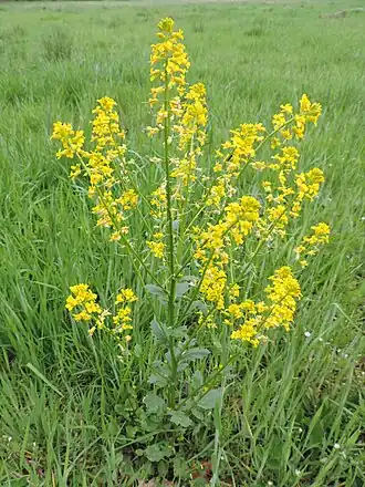 Сурепка обыкновенная (Barbaréa vulgáris)