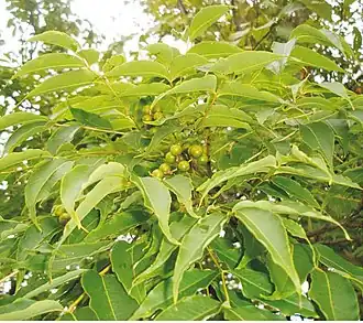 Бархат амурский