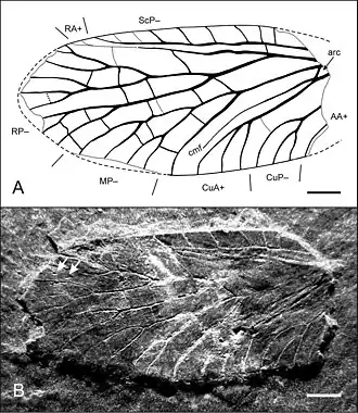 Голотип, заднее крыло. Длина отрезка 1 мм