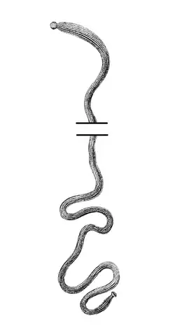 Рисунок из первоописания вида (1825 год)Средняя часть рисунка вырезана