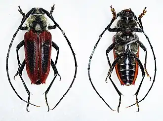 Basiptera castaneipennis