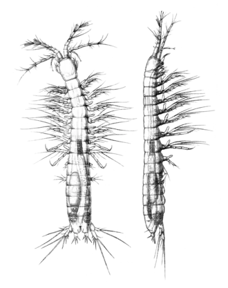 Самец Bathynella chappuisi