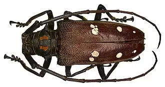 Batocera rubus mniszechi