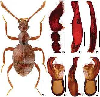 Batrisodes tianmuensis