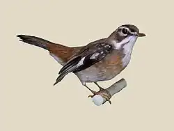 Cercotrichas quadrivirgata