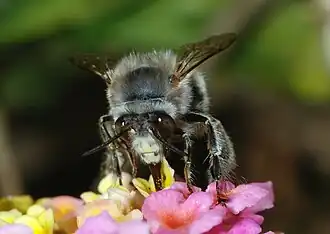 Anthophora plumipes