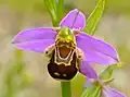 Офрис пчелоносная