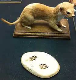 Хорёк: чучело