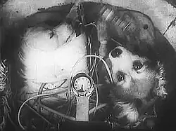 Белка и Модница