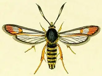 Bembecia scopigera