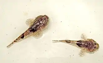 Зернистая пуголовка