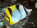 Chaetodon (Rabdophorus) falcula