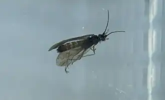 Отмелевые ручейники