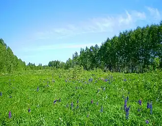 Микрорайон Берёзки. 2011 год